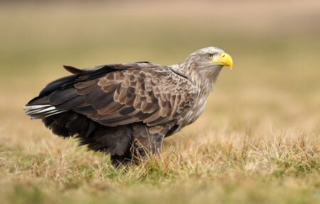 White tailed eagle (Haliaeetus albicilla)の写真素材