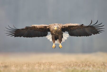 White tailed eagle (Haliaeetus albicilla)の写真素材