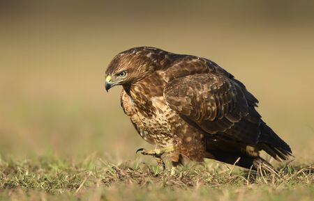Common buzzard (Buteo buteo) close upの写真素材