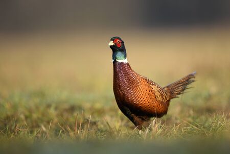 Ringneck Pheasant (Phasianus colchicus)の写真素材