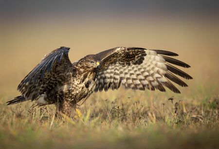 Common buzzard (Buteo buteo) close upの写真素材