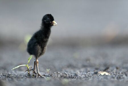 Water Rail (Rallus aquaticus) close up - young oneの写真素材