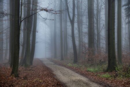 Foggy morning in beech forestの写真素材