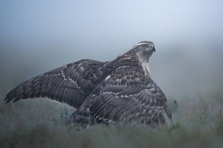 Northern goshwak (Accipiter gentilis) close upの写真素材
