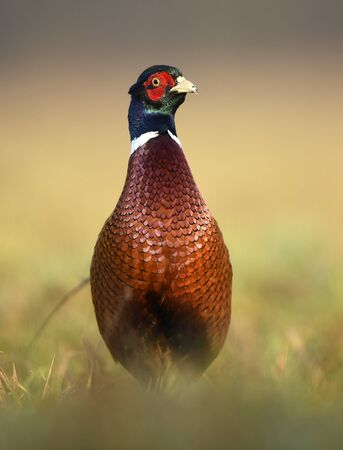 Ringneck Pheasant (Phasianus colchicus)の写真素材