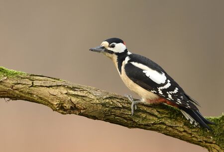 Great Spotted Woodpecker (Dendrocopos major)の写真素材