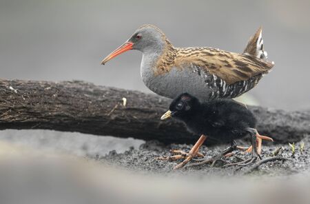 Water Rail (Rallus aquaticus) close upの写真素材