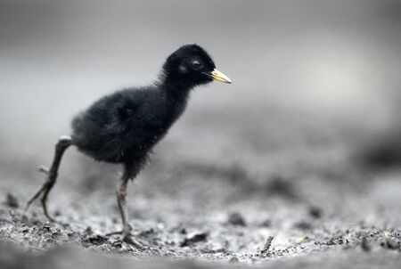 Water Rail (Rallus aquaticus) close up - young oneの写真素材
