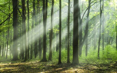 Beautiful morning in the forestの写真素材