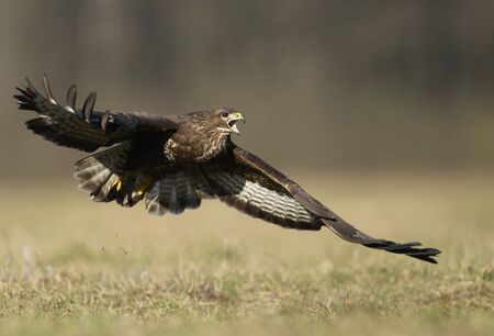 Common buzzard (Buteo buteo) in flightの写真素材