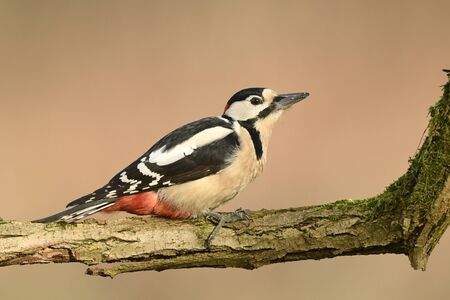 Great Spotted Woodpecker (Dendrocopos major)の写真素材