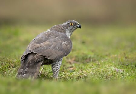 Northern goshwak (Accipiter gentilis) close upの写真素材
