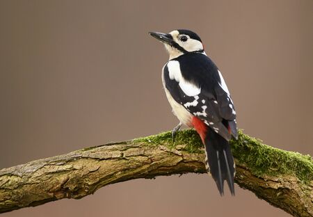 Great Spotted Woodpecker (Dendrocopos major)の写真素材