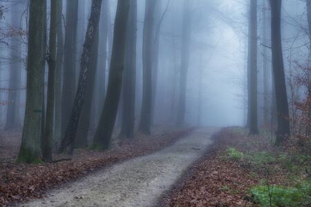 Foggy morning in beech forestの写真素材
