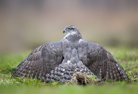 Northern goshwak (Accipiter gentilis) close upの写真素材
