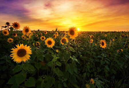 Beautiful sunset over sunflower fieldの写真素材