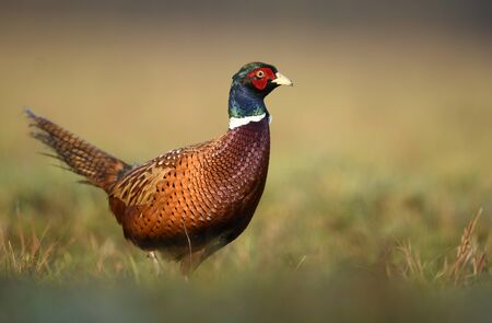 Ringneck Pheasant (Phasianus colchicus)の写真素材