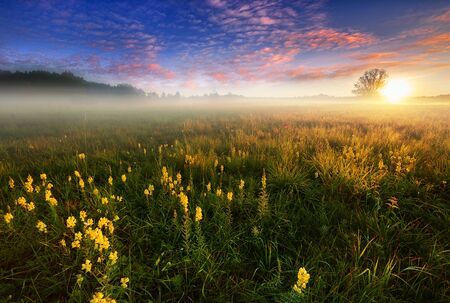 Beautiful summer foggy morning landscapeの写真素材