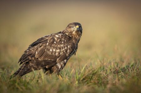 Common buzzard (Buteo buteo) close upの写真素材