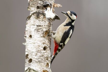 Great Spotted Woodpecker (Dendrocopos major)の写真素材
