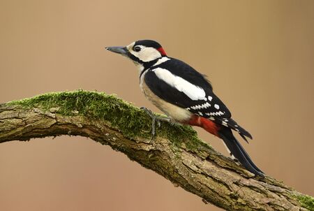 Great Spotted Woodpecker (Dendrocopos major)の写真素材
