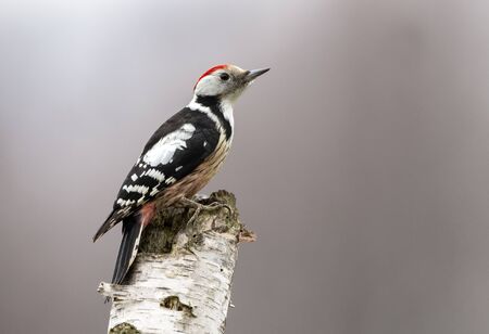 Middle spotted wodpecker (Dendrocoptes medius)の写真素材