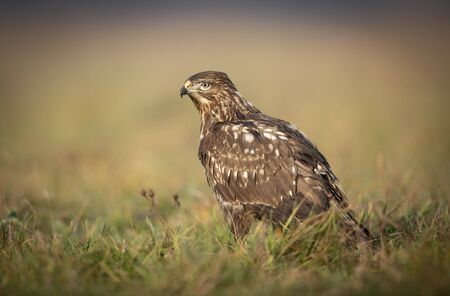 Common buzzard (Buteo buteo) close upの写真素材