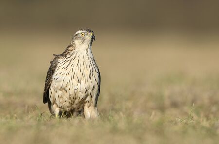 Northern goshawk (Accipiter gentilis) close upの写真素材