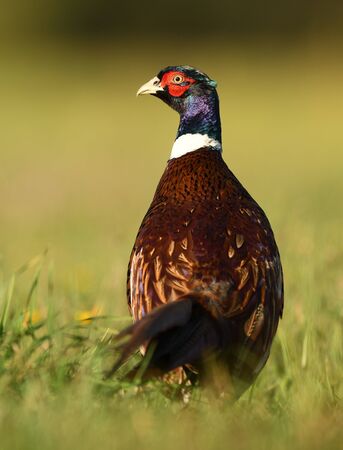 Ringneck Pheasant (Phasianus colchicus) maleの写真素材