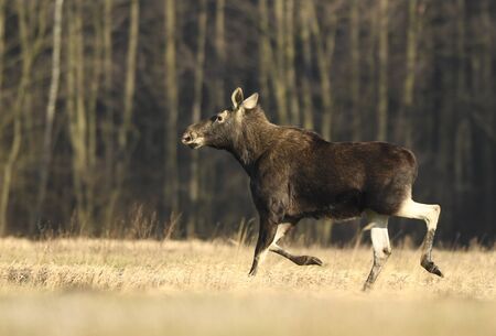 Moose/ Elk (Alces alces) close upの写真素材
