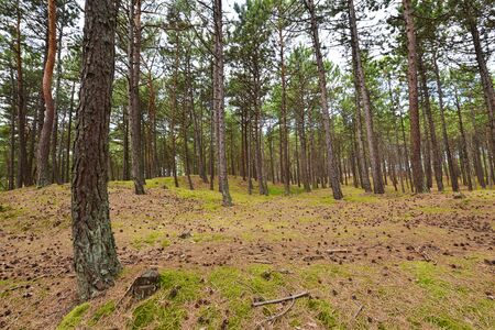 Green pine forest in summerの写真素材