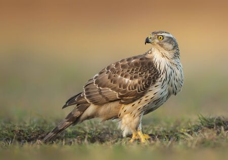 Northern goshawk (Accipiter gentilis) close upの写真素材