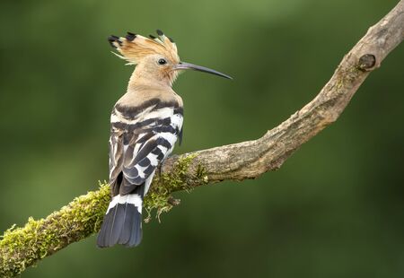 Eurasian Hoopoe or Common hoopoe (Upupa epops)の写真素材