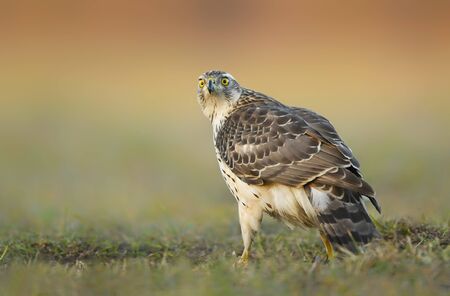 Northern goshawk (Accipiter gentilis) close upの写真素材