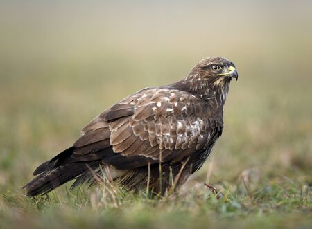 Common buzzard (Buteo buteo) close upの写真素材