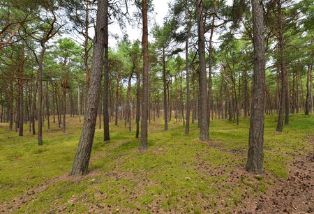 Green pine forest in summerの写真素材
