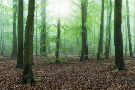 Misty morning in the old beech forestの写真素材