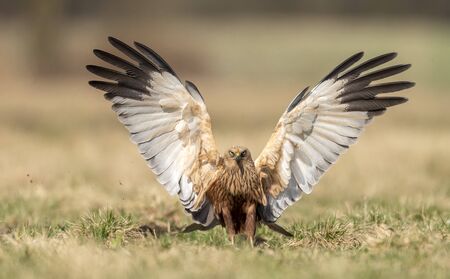 Marsh harrier (Circus aeruginosus) - maleの写真素材