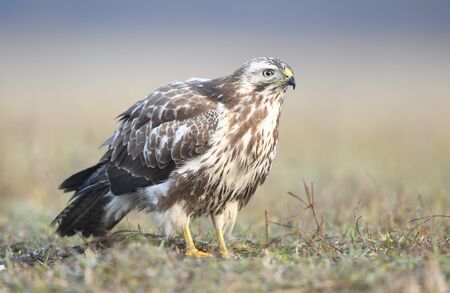 Common buzzard (Buteo buteo) close upの写真素材