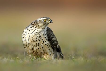 Northern goshawk (Accipiter gentilis) close upの写真素材