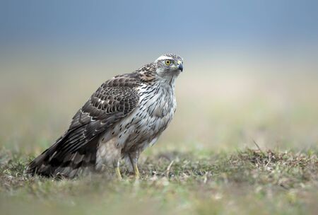 Northern goshawk (Accipiter gentilis) close upの写真素材