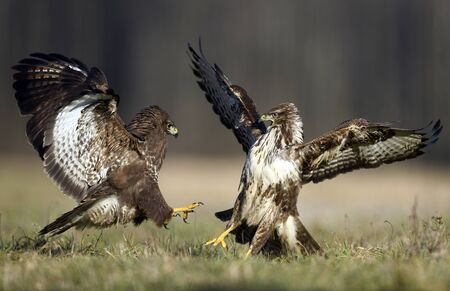 Common buzzard (Buteo buteo) in fightの写真素材