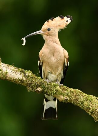 Eurasian Hoopoe or Common hoopoe (Upupa epops)の写真素材