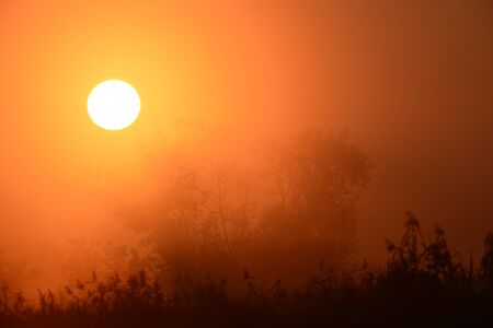 Foggy morning with trees and sun の写真素材