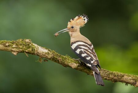 Eurasian Hoopoe or Common hoopoe (Upupa epops)の写真素材