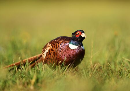 Ringneck Pheasant (Phasianus colchicus) maleの写真素材