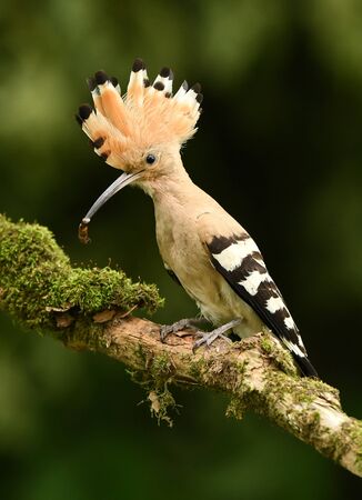 Eurasian Hoopoe or Common hoopoe (Upupa epops)の写真素材