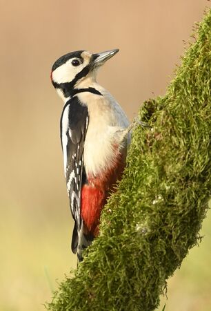Great Spotted Woodpecker (Dendrocopos major)の写真素材