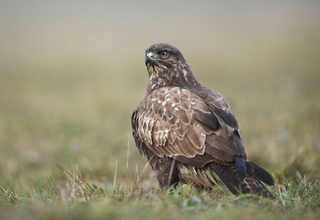 Common buzzard (Buteo buteo) close upの写真素材