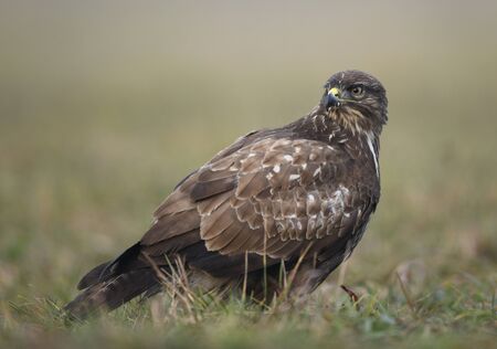 Common buzzard (Buteo buteo) close upの写真素材